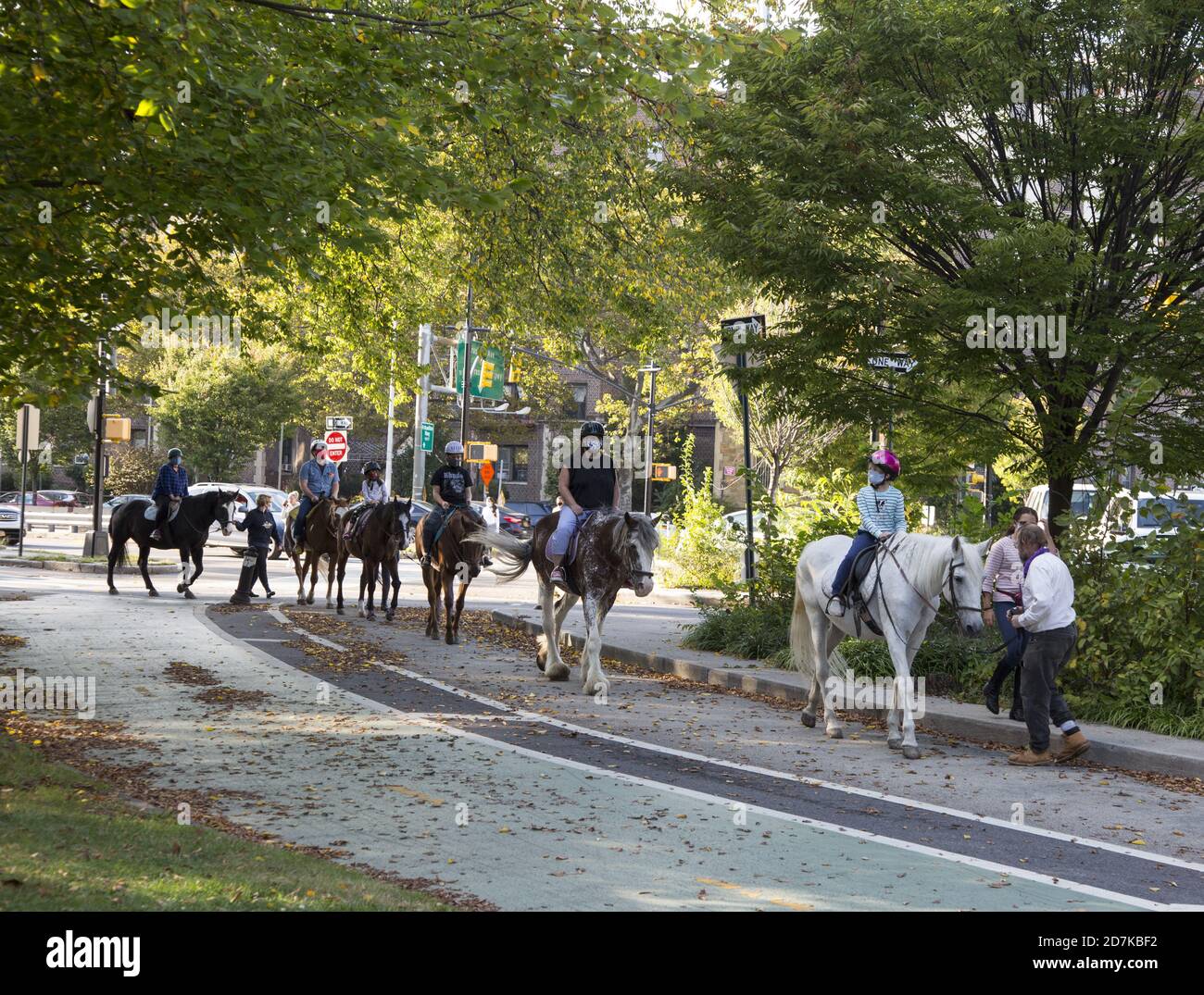 Pferde sind ein regelmäßiger Teil des Straßenverkehrs am Parkside Verkehrskreis von Prospect Park, wenn sie aus dem nahegelegenen Kensington Stables kommen und gehen. Stockfoto