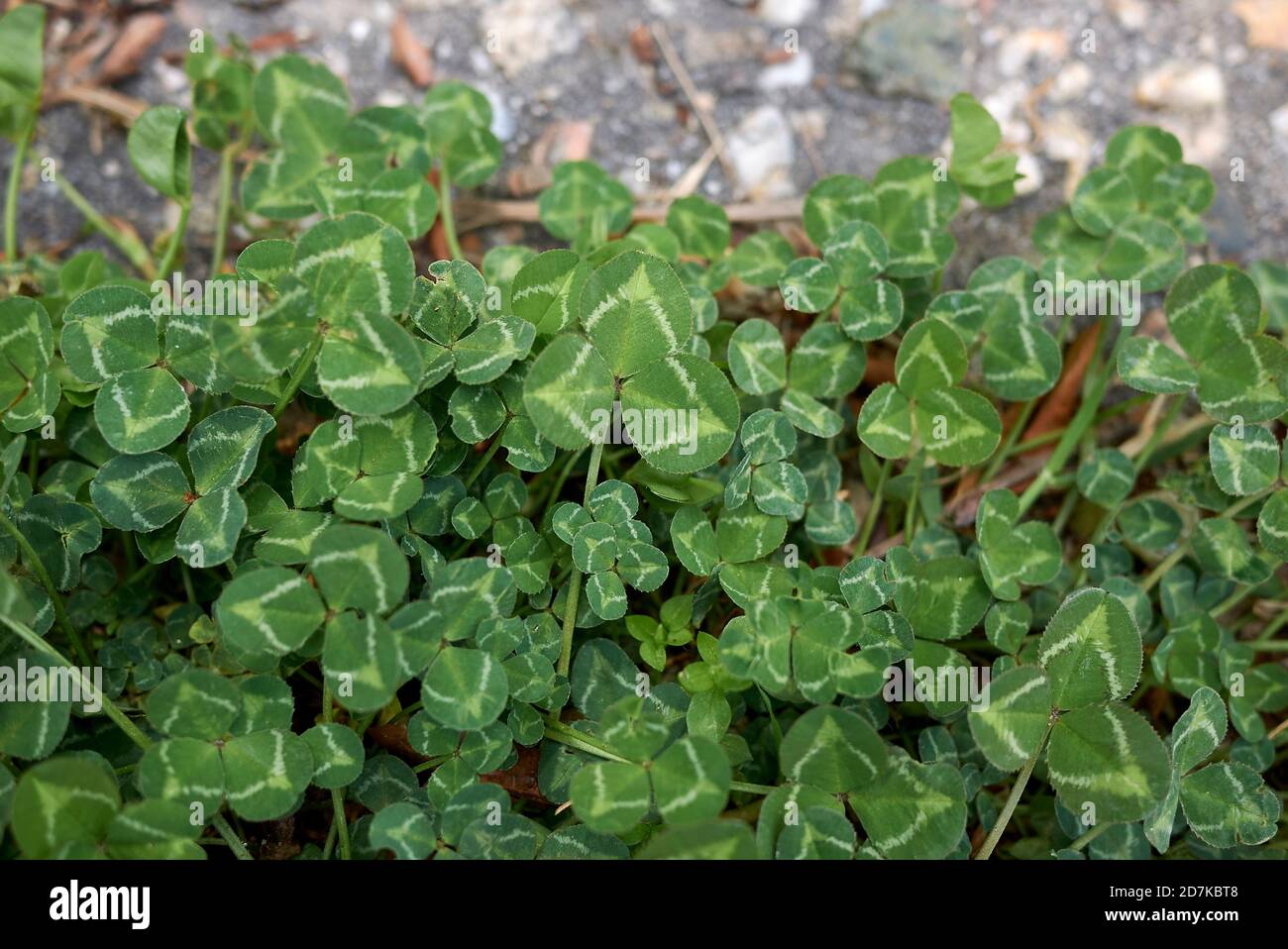 Trifolium repens in Blüte Stockfoto