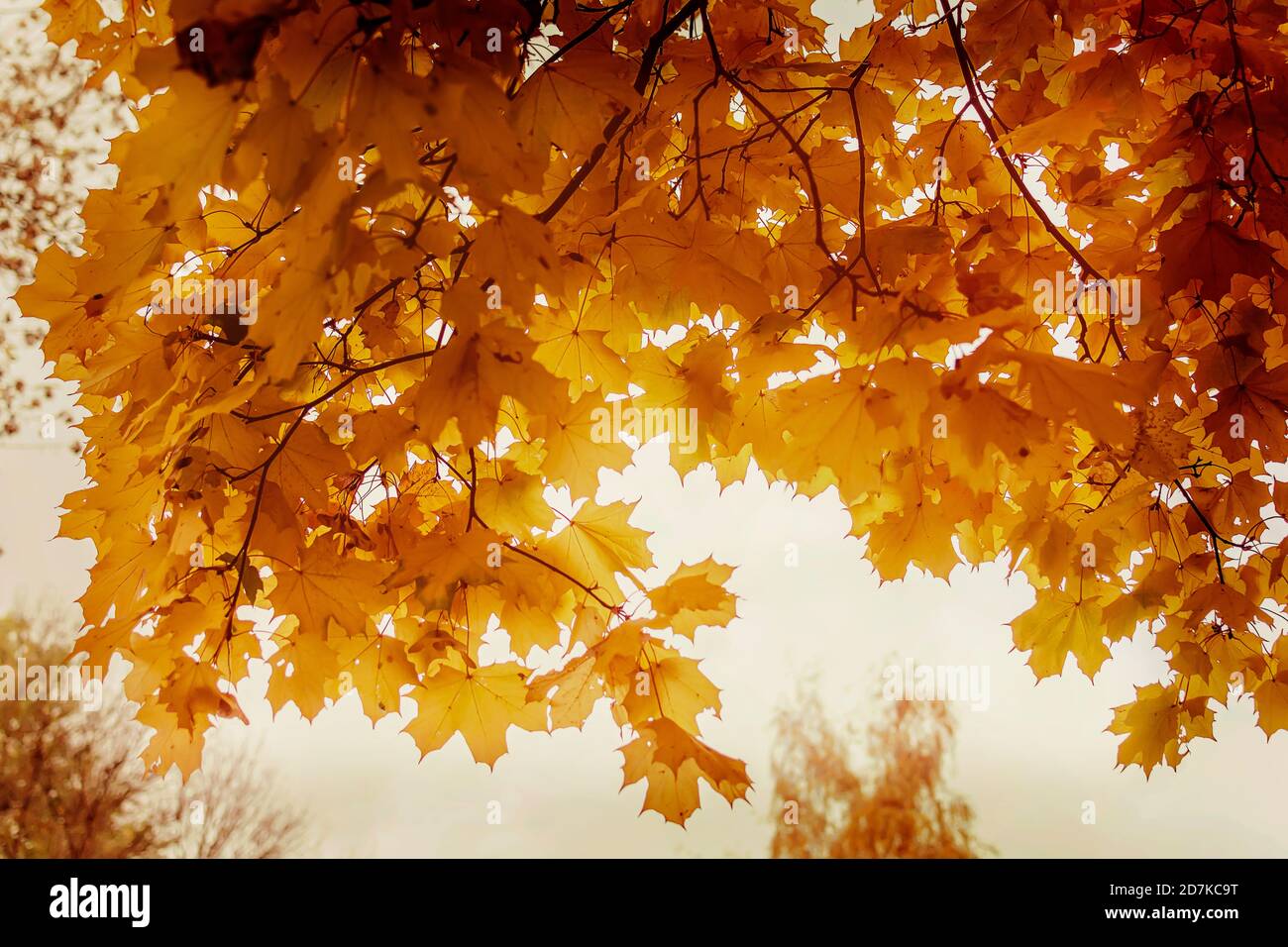 Dunkelgelbe Ahornblätter in der Herbstsaison mit verschwommenem Hintergrund Stockfoto
