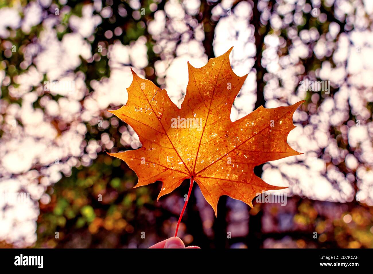 Hand hält golden orange Ahornblatt Stockfoto