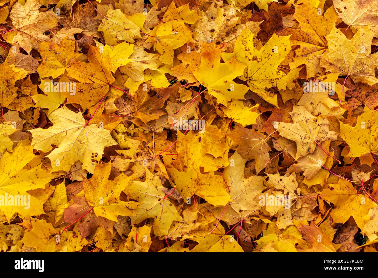 Golden Ahornblatt fallen im Herbst in Lettland auf den Boden Stockfoto