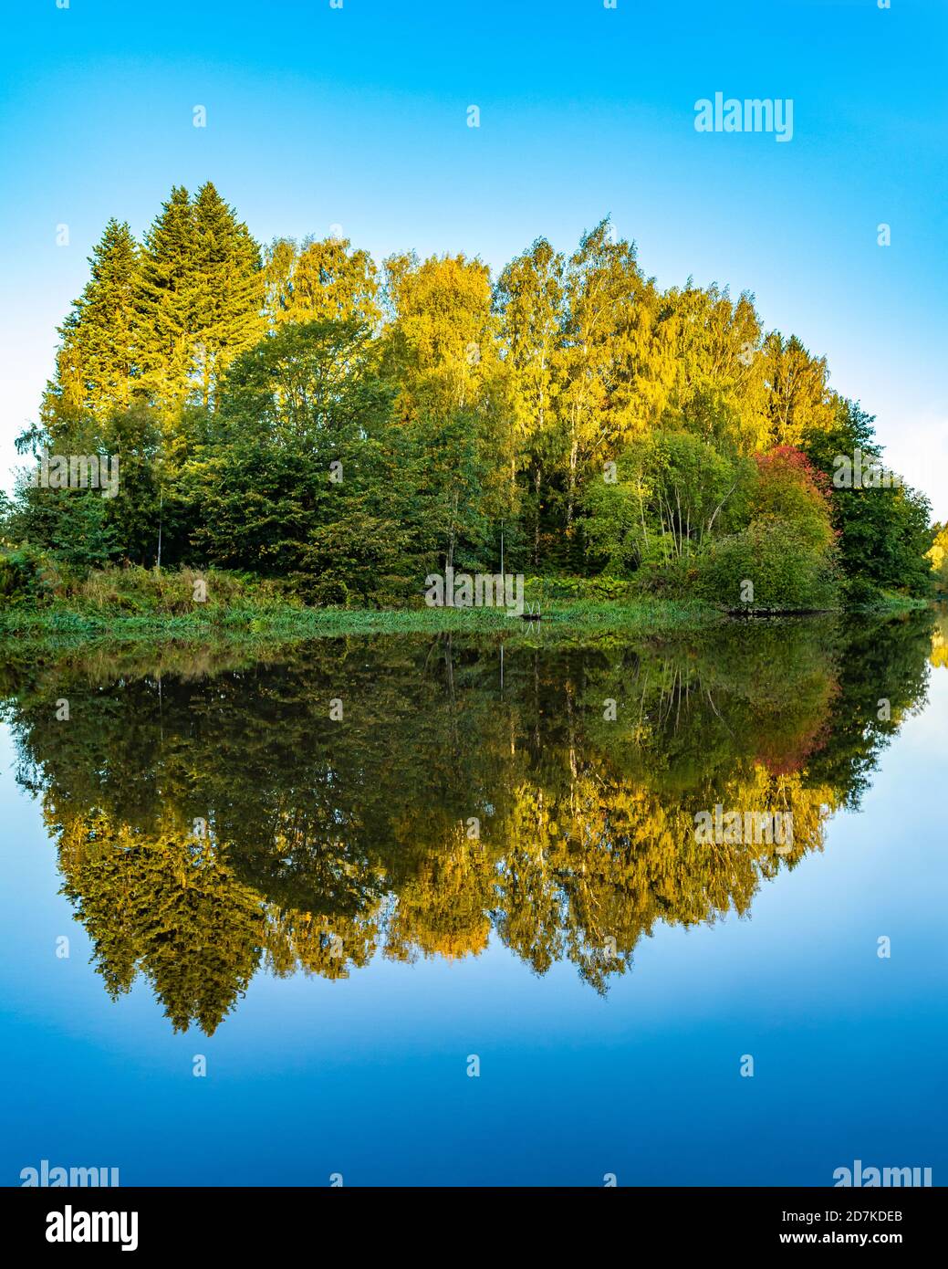Herbstlandschaft. Bäume reflektieren auf ruhigem blauem Wasser. Farbenfrohe Wälder spiegeln sich im See. Insel. Blauer Hintergrund. Grünes Laub im Morgenlicht. Stockfoto