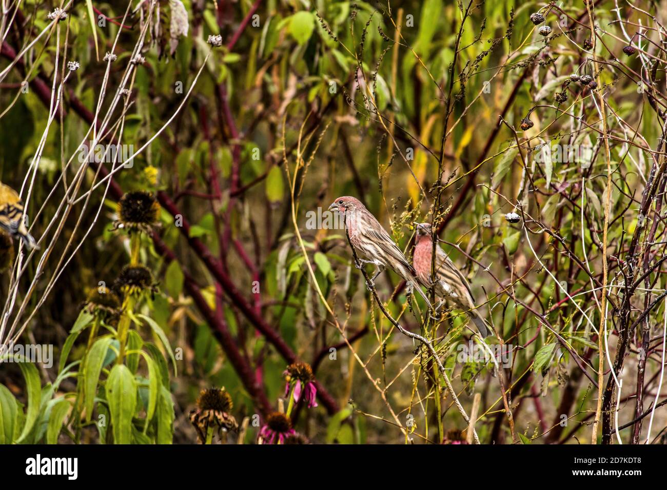 Purpurfink mit Mate in Büschen Stockfoto