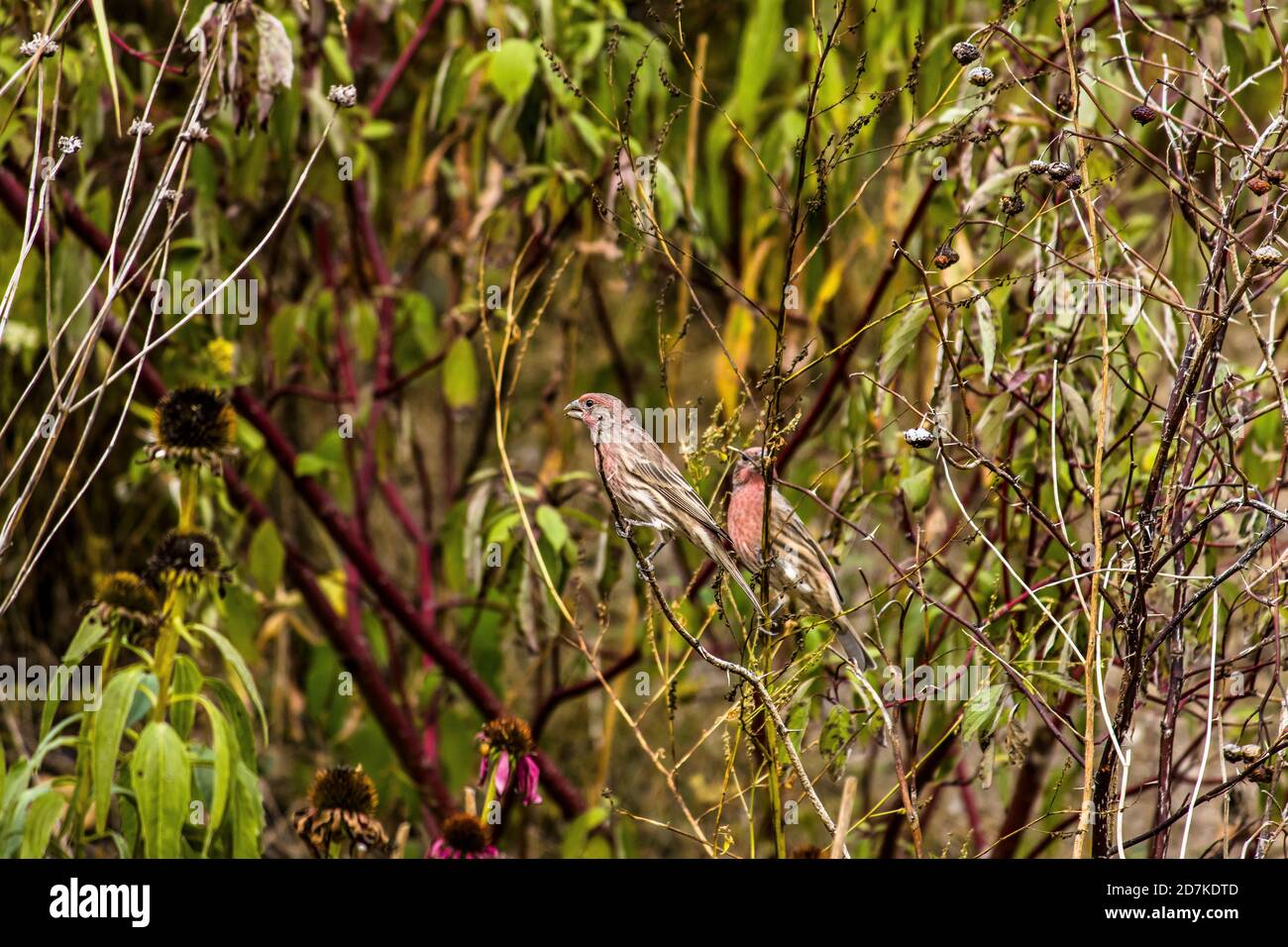 Purpurfink mit Mate in Büschen Stockfoto