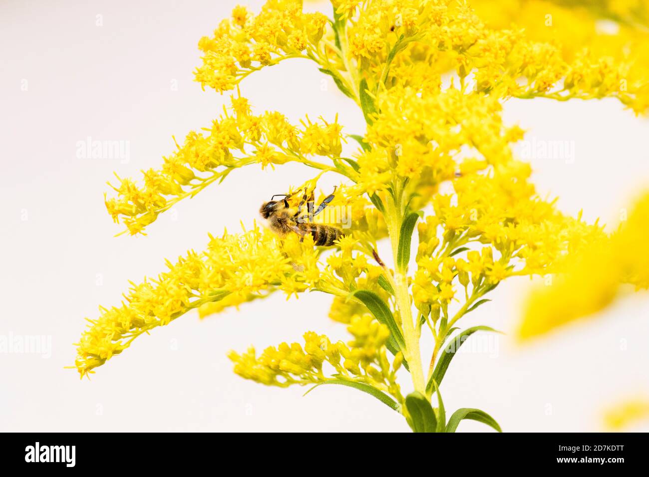 Honig Biene auf wilde Gelbe Blume Stockfoto