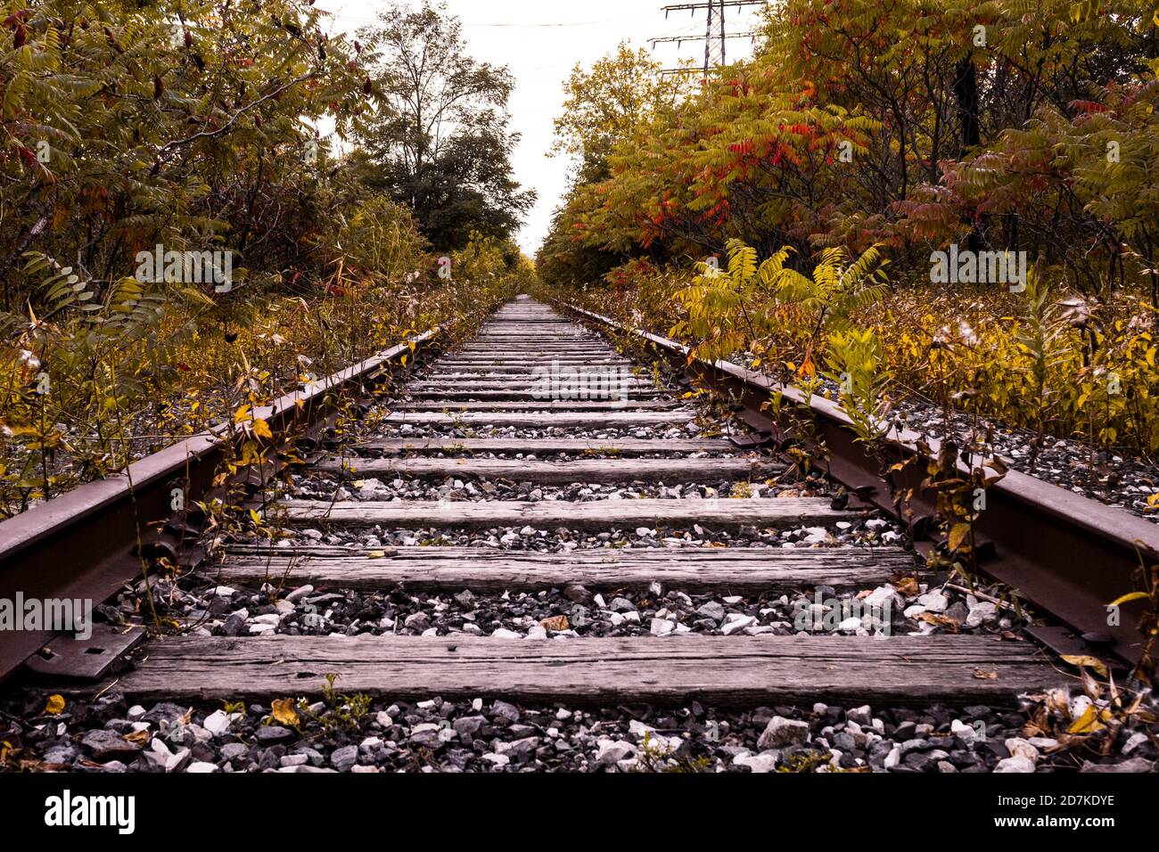 Herbstzug Gleise Stockfoto