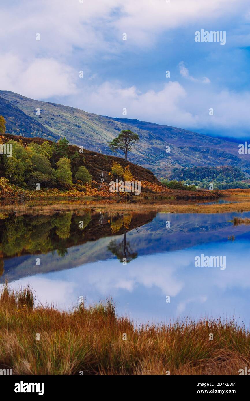 Glen Strathfarrar im Herbst. Porträt eines lochs mit der Spiegelung einer einsame kaledonische Kiefer im ruhigen, stillen Wasser des Lochs. Vertikal Stockfoto