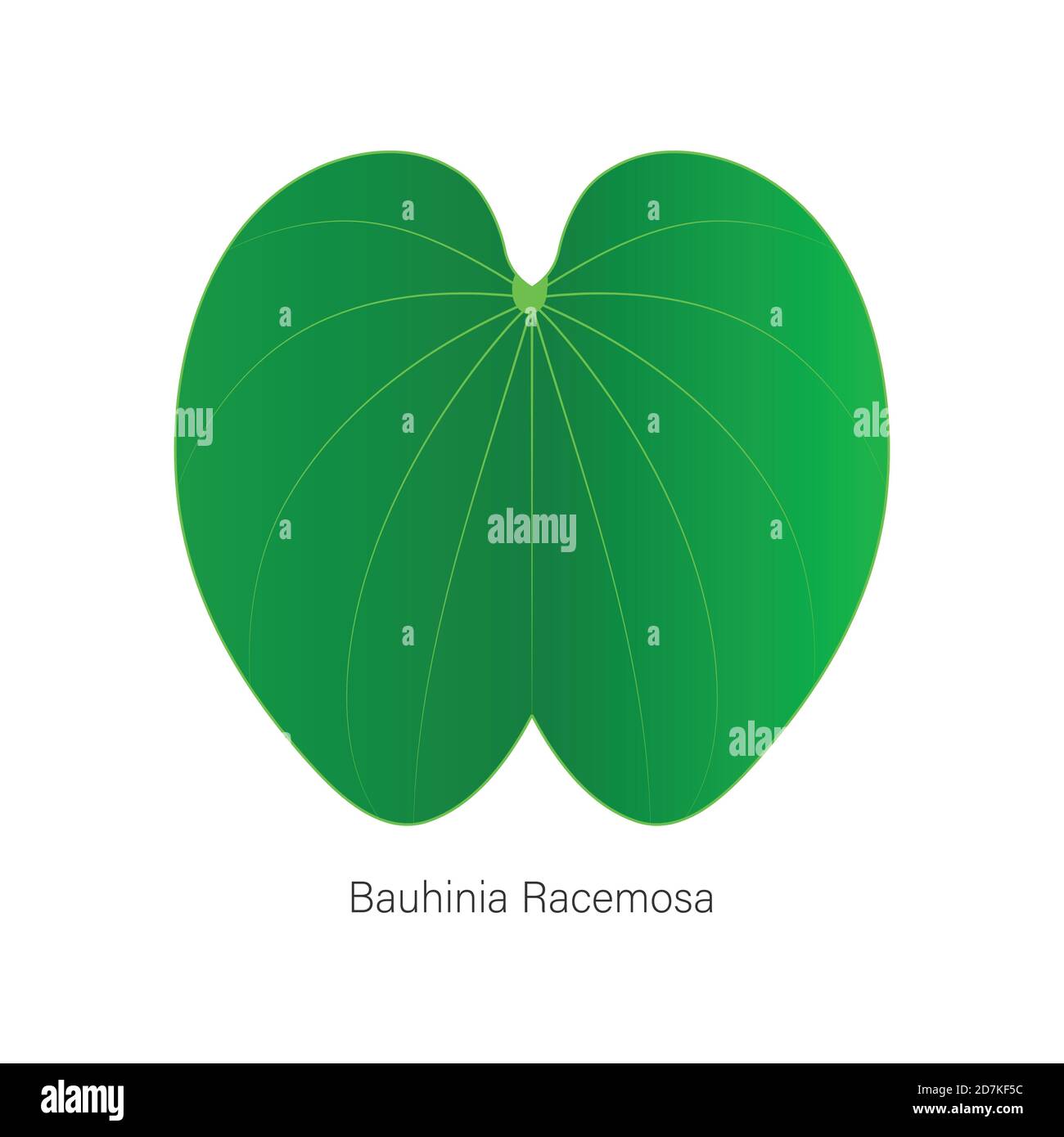 Vector Version des Blattes namens bauhinia racemosa oder genannt apta Blätter in Indien, in Beedi oder religiösen Zweck verwendet. Vektor EPS10 Stock Vektor