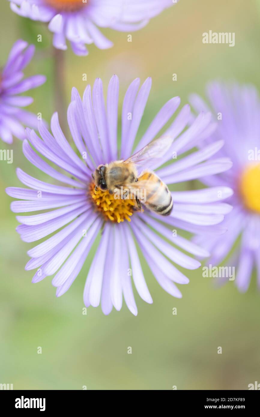 Honig Biene auf wilde Blume Stockfoto