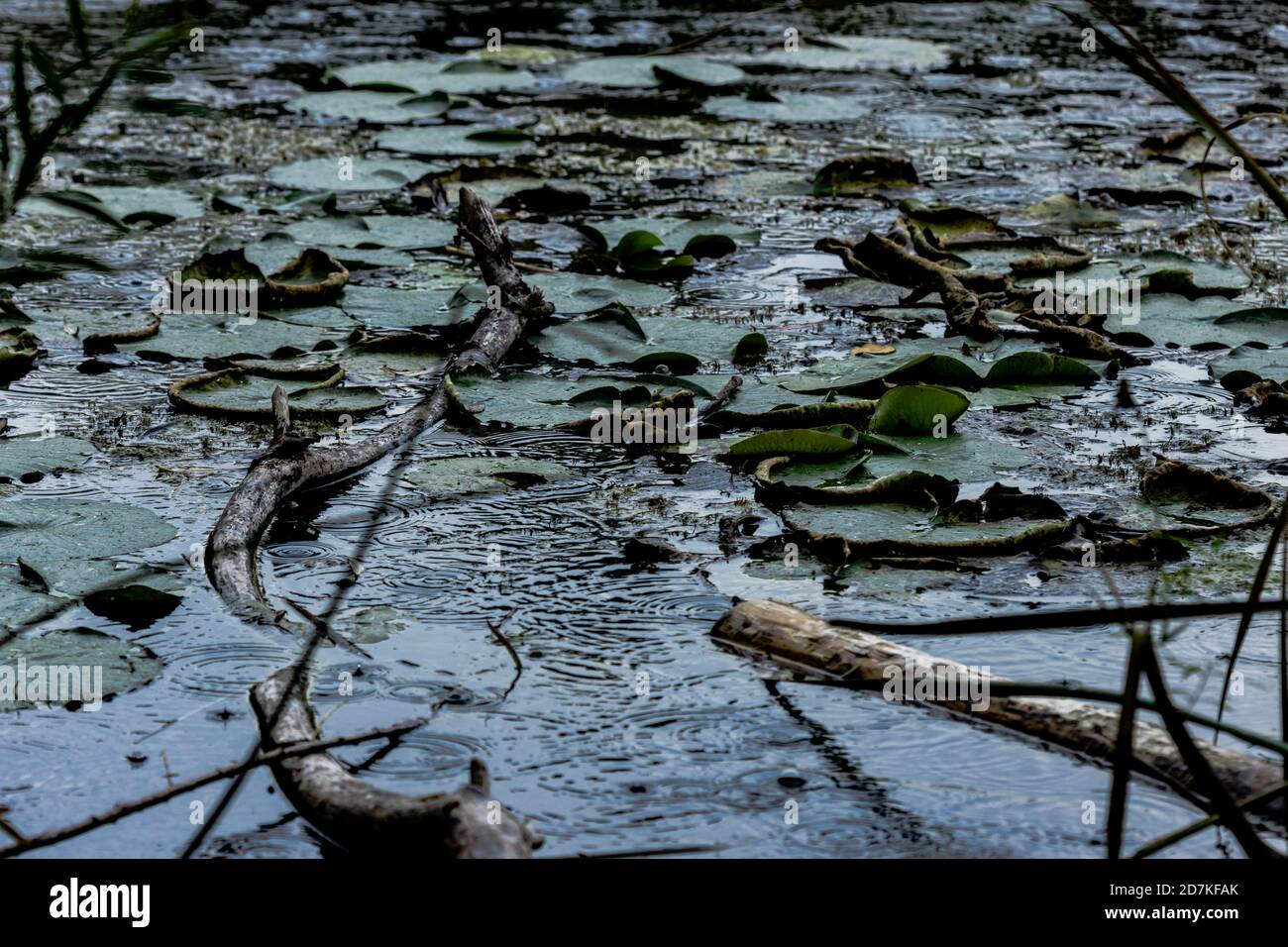 Lilly Pads bei starkem Regen Stockfoto