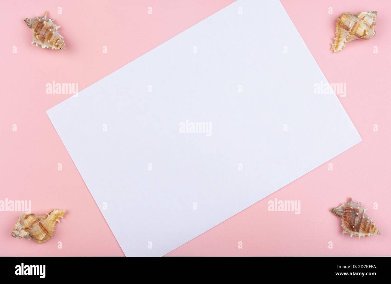 Vier Muscheln in den Ecken auf einem rosa Hintergrund Stockfoto