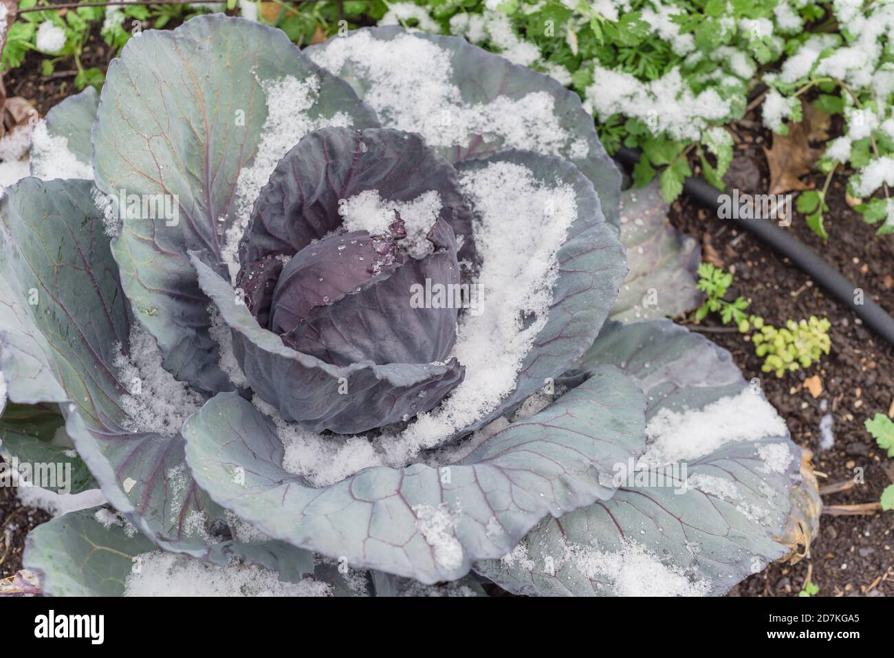 Nahaufnahme Rotkohlkopf im Schnee bedeckt in Bio-Garten mit Bewässerungssystem in der Nähe von Dallas, Texas, USA Stockfoto