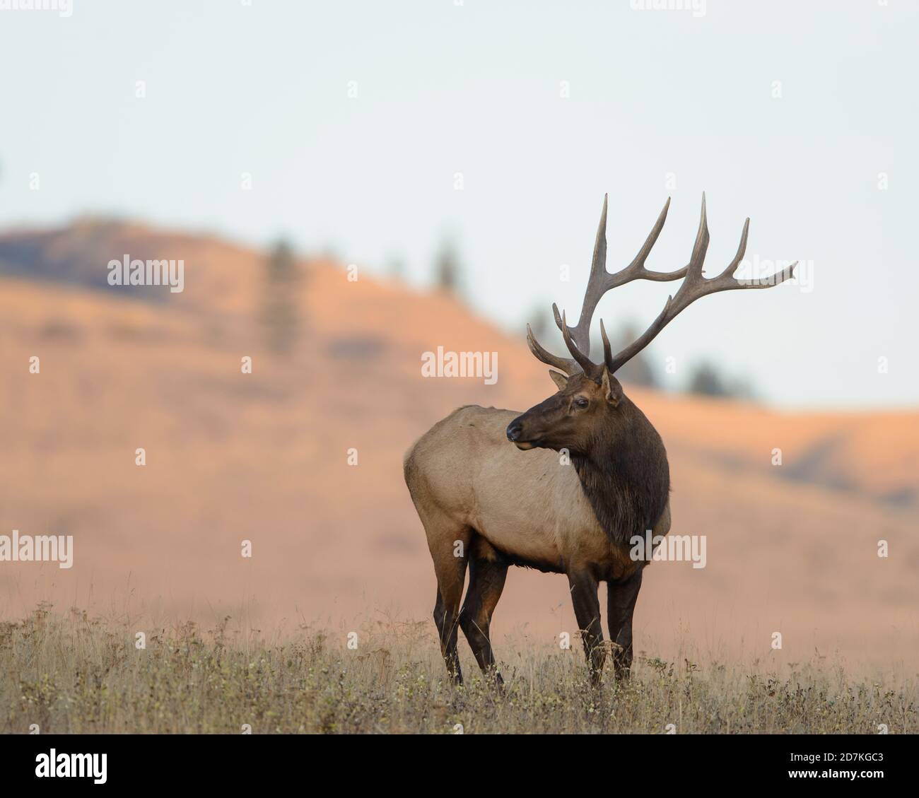 Rocky Mountain Elk (Cervus canadensis nelsoni), westliche USA Stockfoto