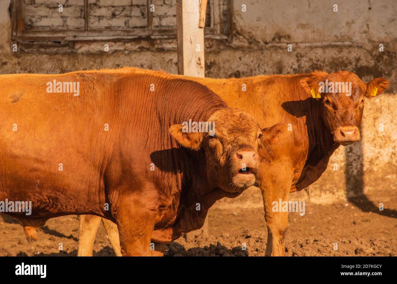 Limousin bulls -Fotos und -Bildmaterial in hoher Auflösung – Alamy