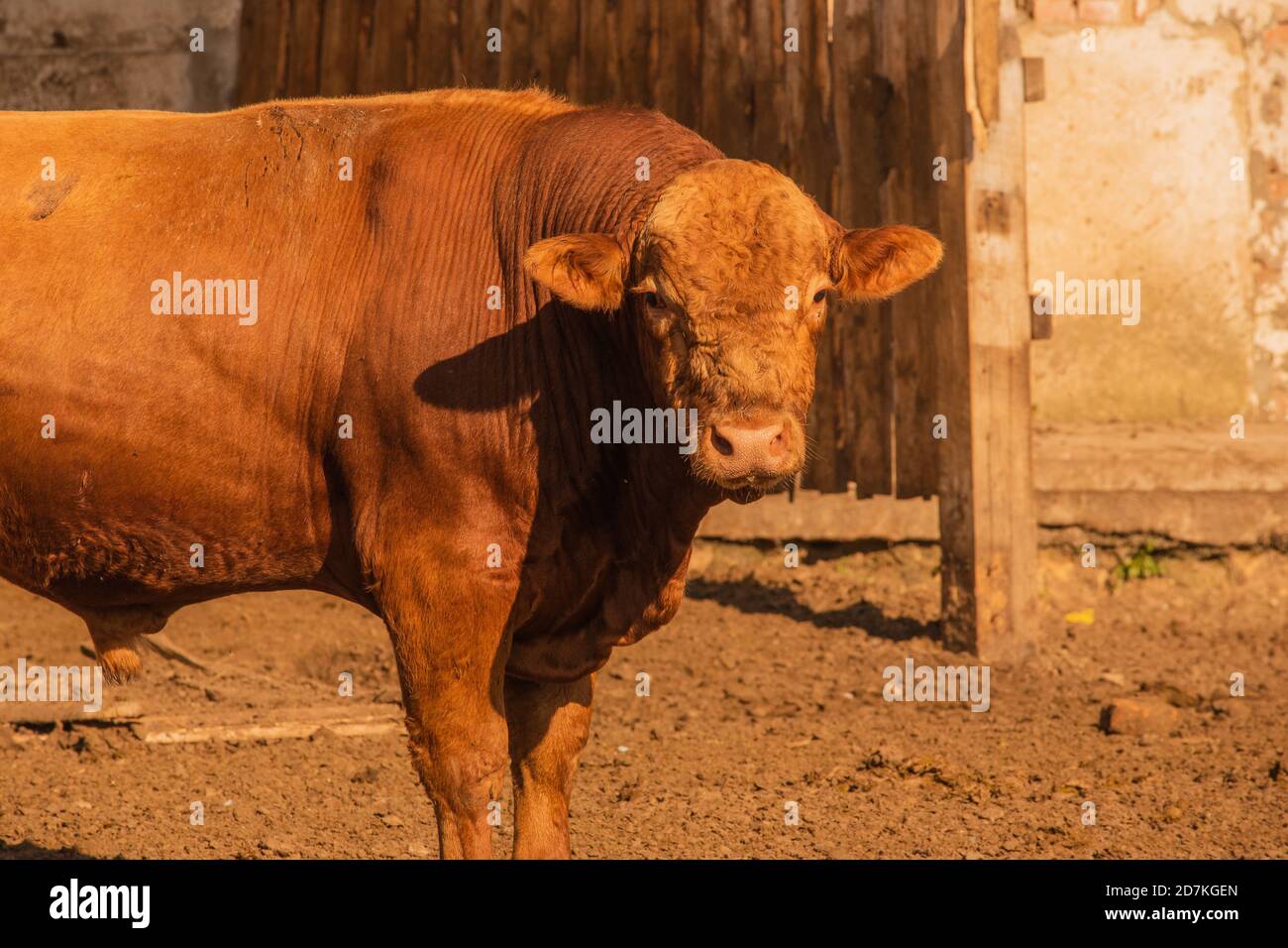 Limousin bulls -Fotos und -Bildmaterial in hoher Auflösung – Alamy