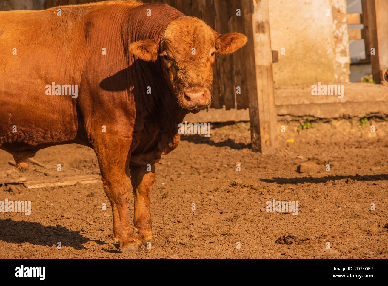 Limousin bulls -Fotos und -Bildmaterial in hoher Auflösung – Alamy