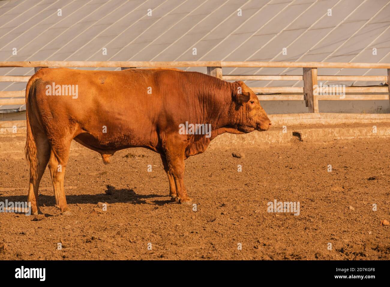 Limousin bulls -Fotos und -Bildmaterial in hoher Auflösung – Alamy