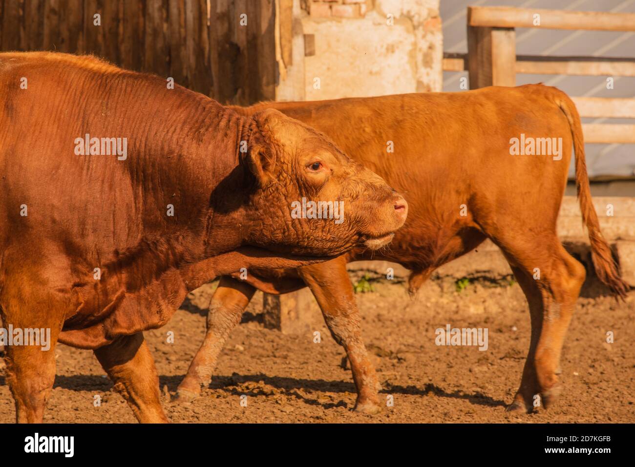 Limousin bulls -Fotos und -Bildmaterial in hoher Auflösung – Alamy