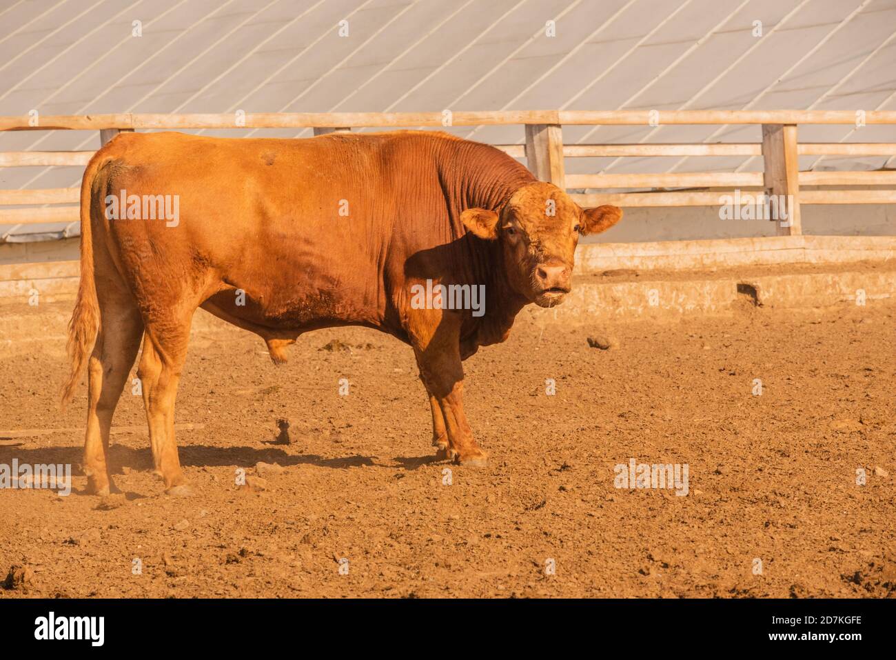 Limousin bulls -Fotos und -Bildmaterial in hoher Auflösung – Alamy