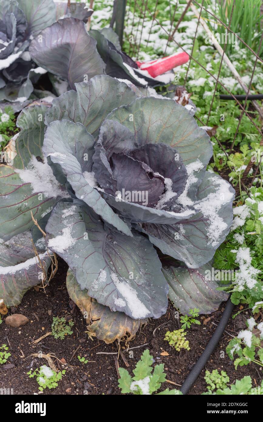 Draufsicht Rotkohlkopf im Schnee bedeckt mit Gartenwerkzeug auf Bio-Zuteilung in der Nähe von Dallas, Texas, USA Stockfoto