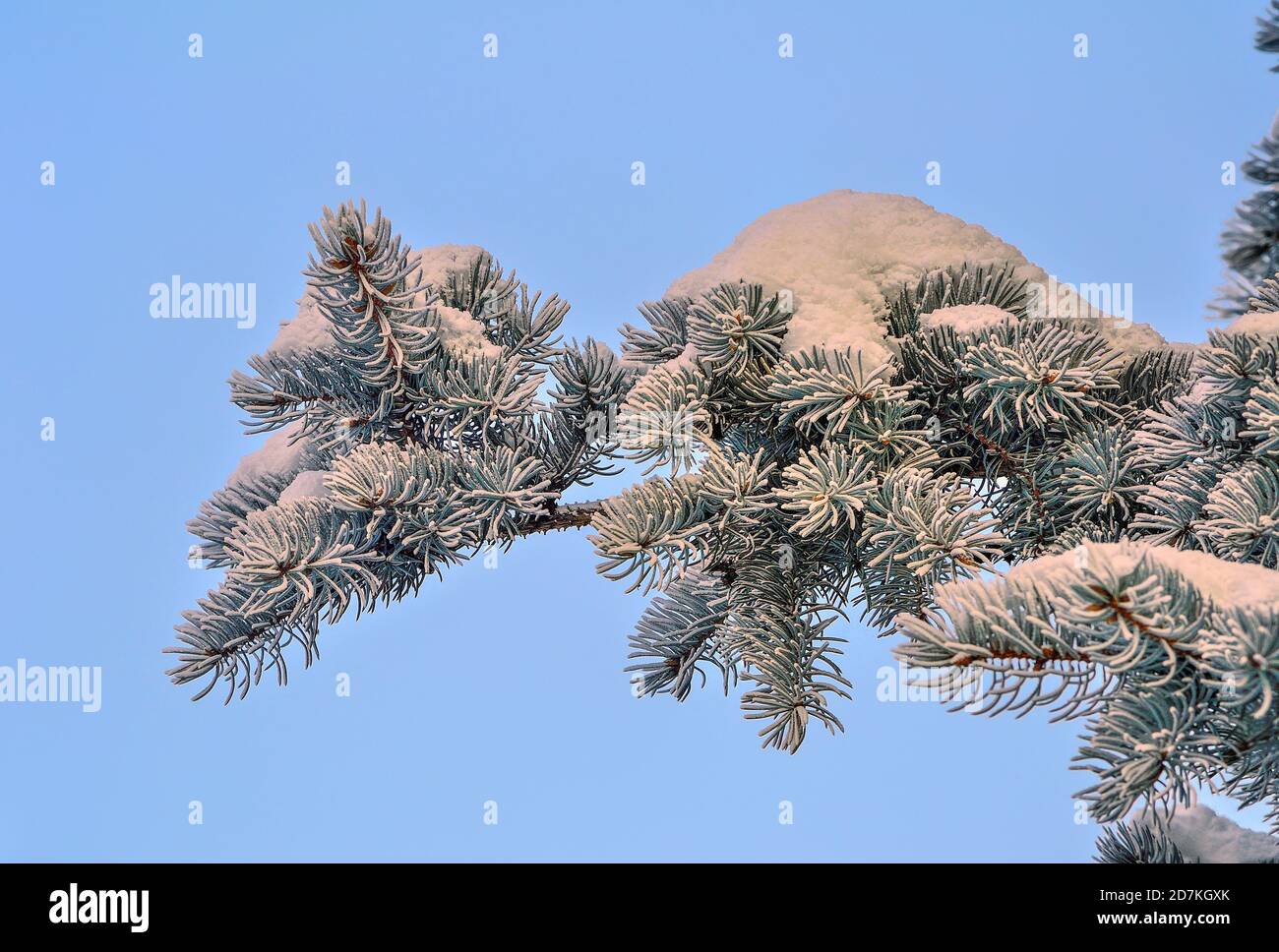 Weißer Schnee und Reif auf Tannenbaum Zweig Nahaufnahme auf blauen Himmel Hintergrund. Nadeln von Nadelbaum blau Fichte mit Reif bei Sonnenschein bedeckt. Det Stockfoto