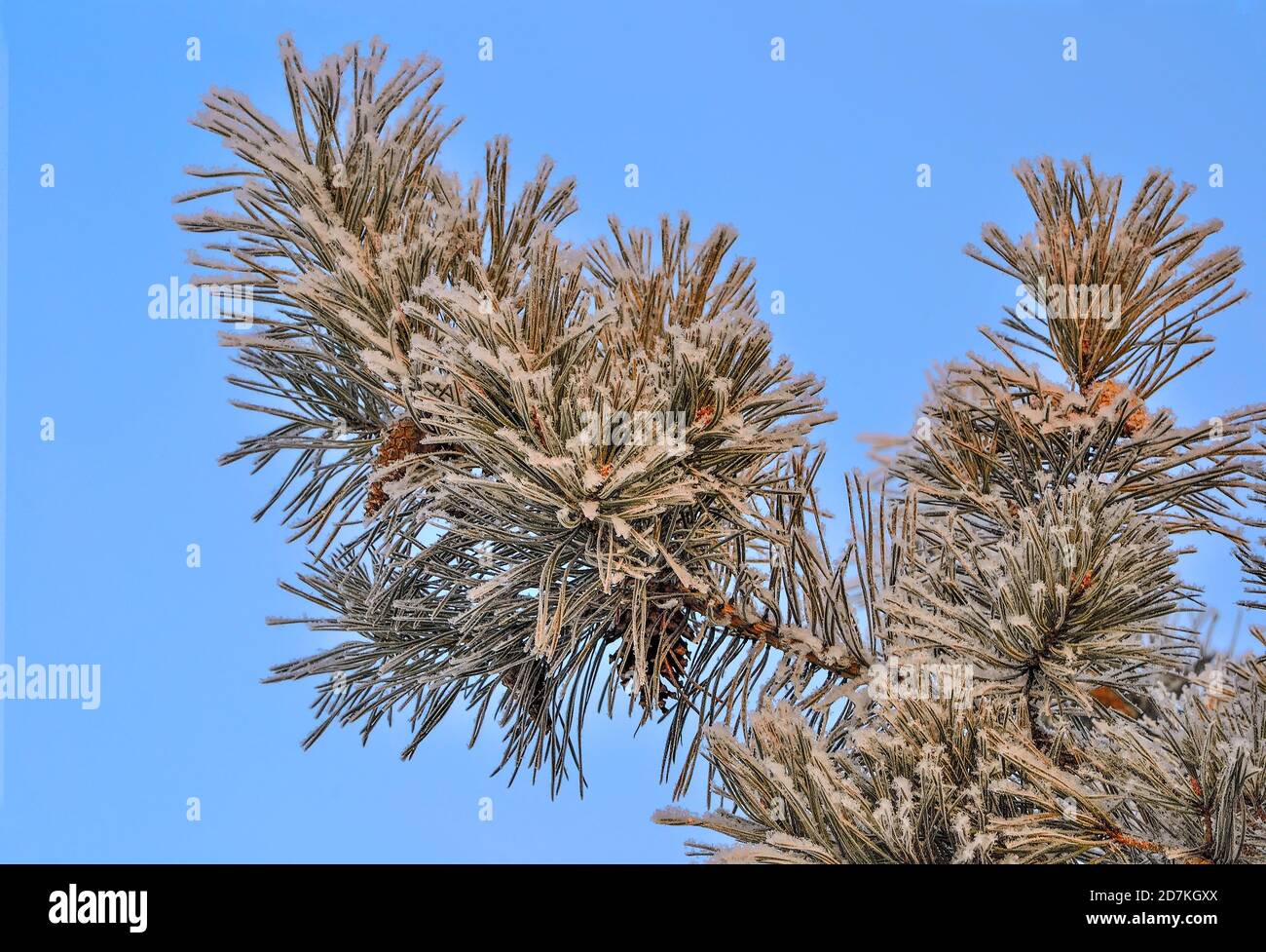 Weißer Schnee und Raureif auf Pine Tree Branch mit Kegeln in der Nähe auf und blauer Himmel. Grüne Nadeln von Koniferen Baum mit Rauhreif bedeckt bei Sunshine Stockfoto