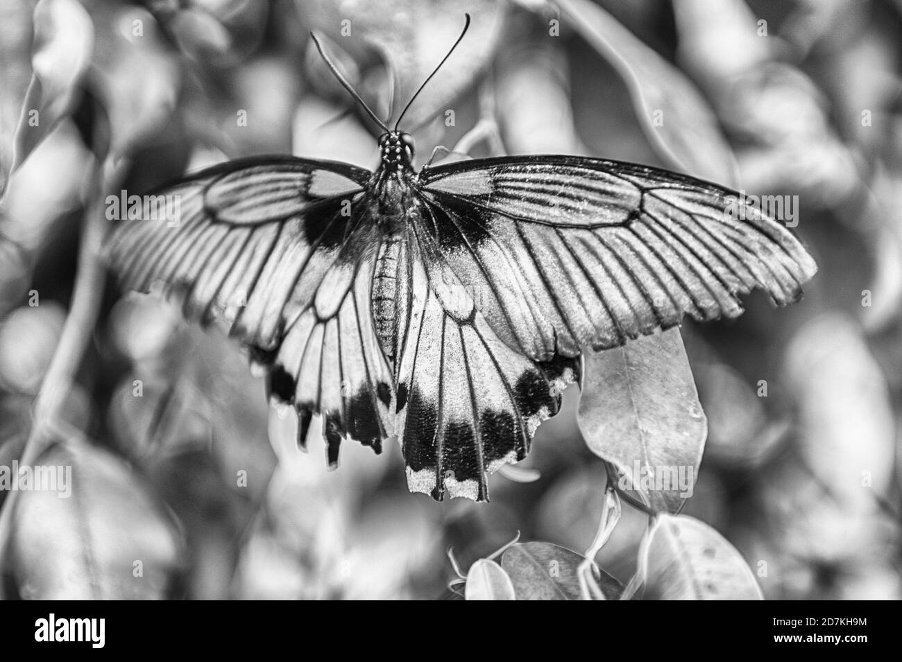 Papilio Lowi, aka große gelbe Mormon oder asiatischen Schwalbenschwanz ist ein tropischer Schmetterling. Hier gezeigt beim Stehen auf einem Blatt Stockfoto