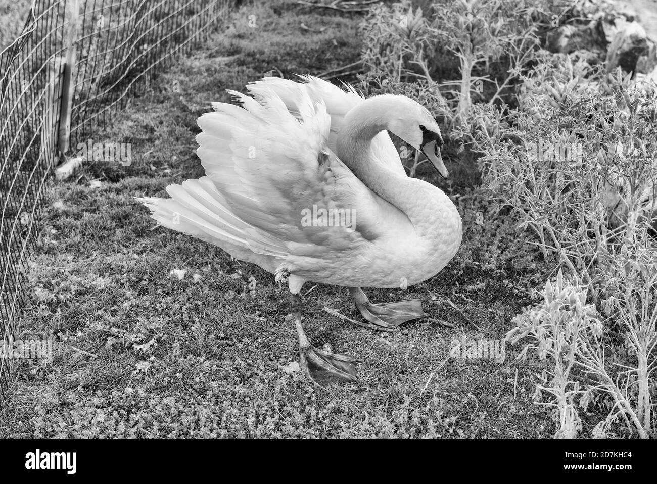 Wildlife Szene mit einer schönen weißen gefiederten Swan Bird in natürlicher Umgebung Stockfoto