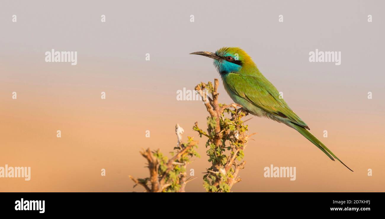 Grüner Bienenfresser im Sitzen auf einem Ast im wadi amat (Oman) Stockfoto