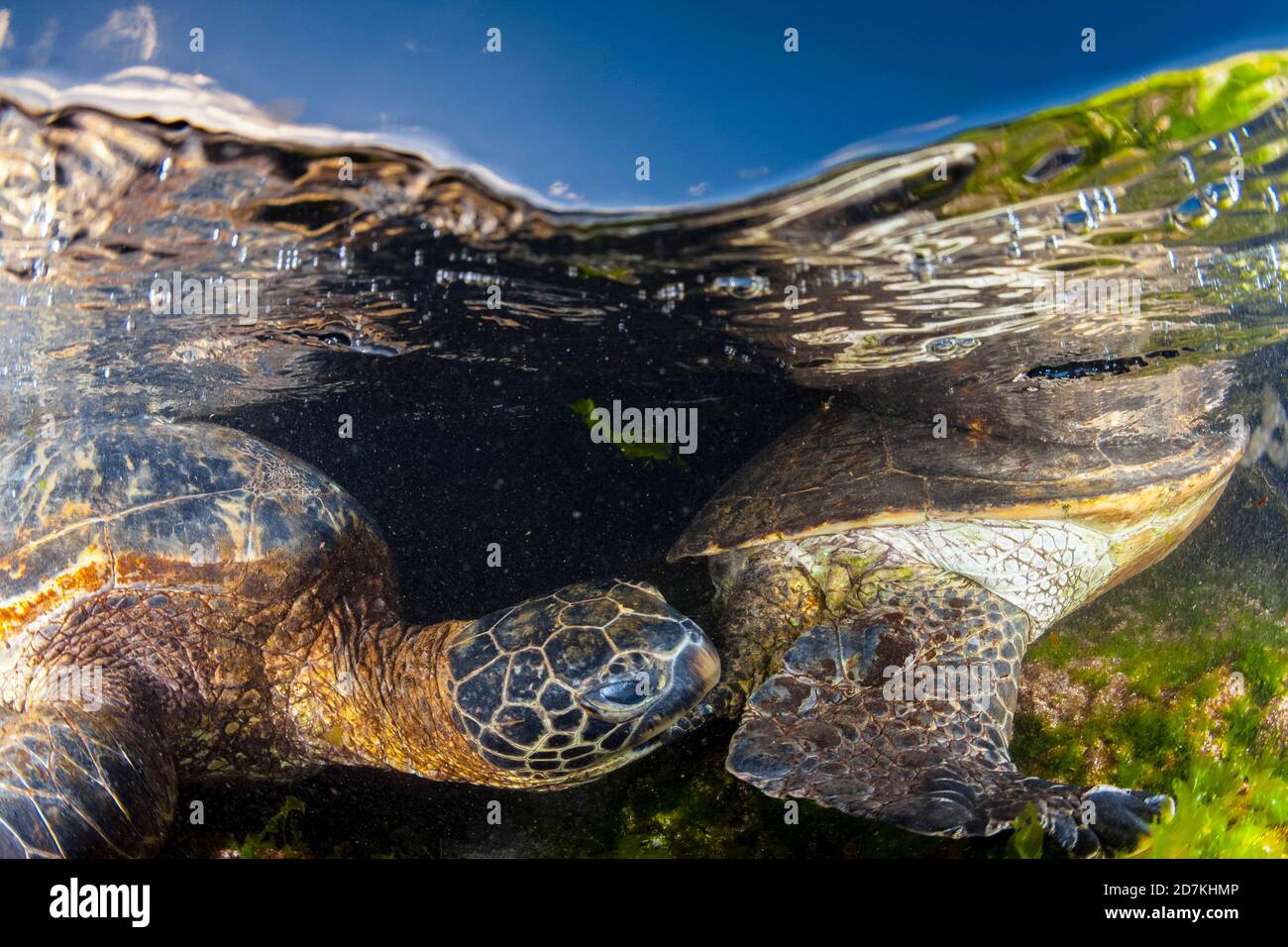Grüne Meeresschildkröte, Chelonia mydas, Kampf, Territorialstreit, gefährdete Arten, Laniakea Beach, Oahu, Hawaii, USA, Pazifischer Ozean Stockfoto