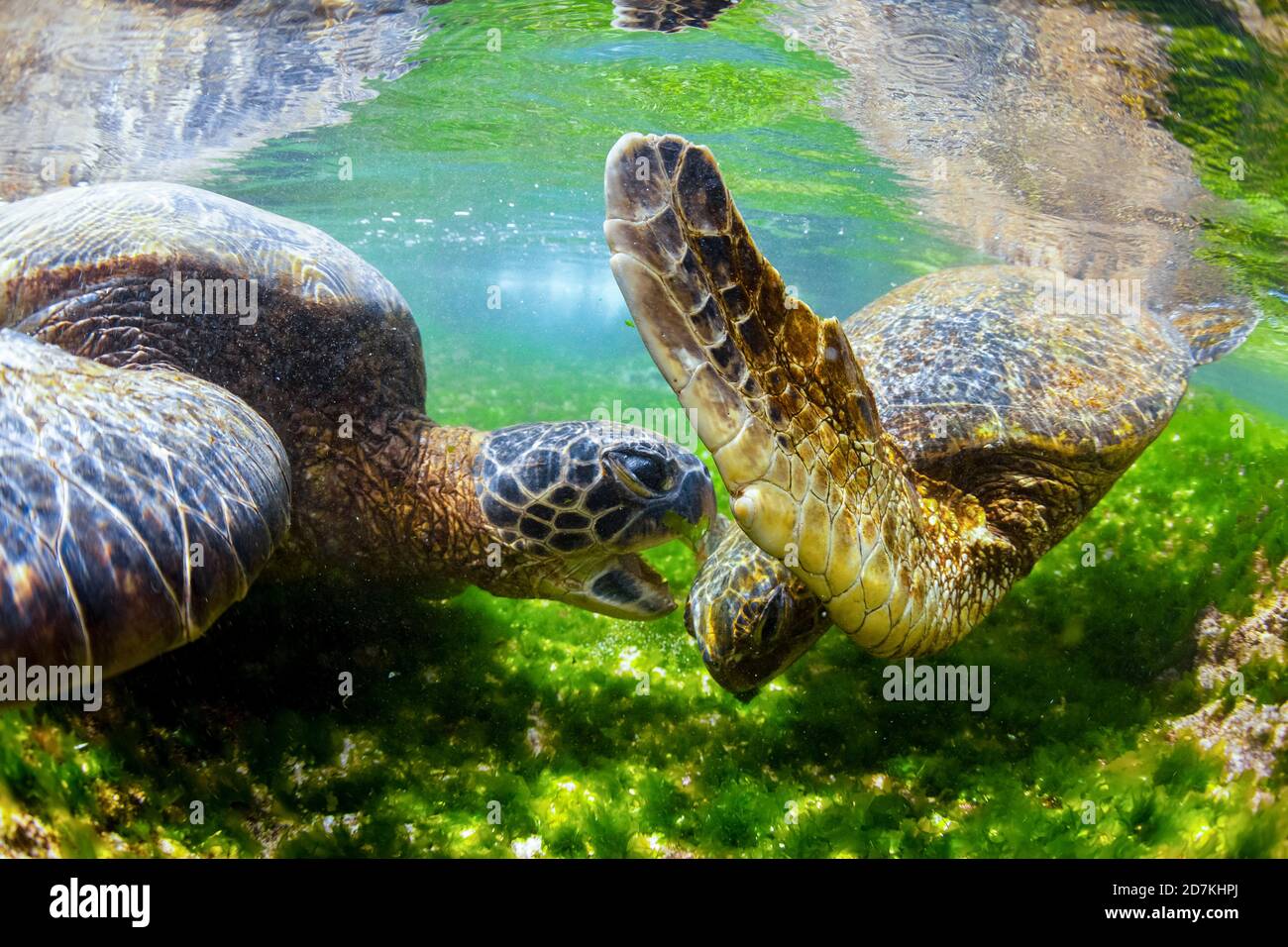 Grüne Meeresschildkröte, Chelonia mydas, Kampf, Territorialstreit, gefährdete Arten, Laniakea Beach, Oahu, Hawaii, USA, Pazifischer Ozean Stockfoto