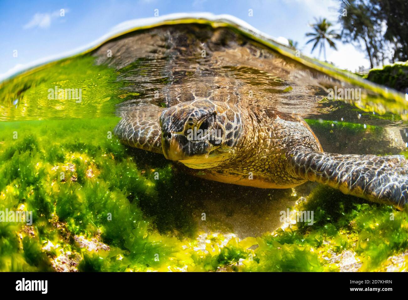 Grüne Meeresschildkröte, Chelonia mydas, Nahrungssuche im flachen Riff nach Algen, bedrohte Arten, Laniakea Beach, Oahu, Hawaii, USA, Pazifischer Ozean Stockfoto