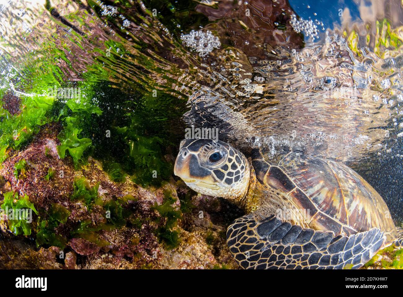 Grüne Meeresschildkröte, Chelonia mydas, Nahrungssuche im flachen Riff nach Algen, bedrohte Arten, Laniakea Beach, Oahu, Hawaii, USA, Pazifischer Ozean Stockfoto