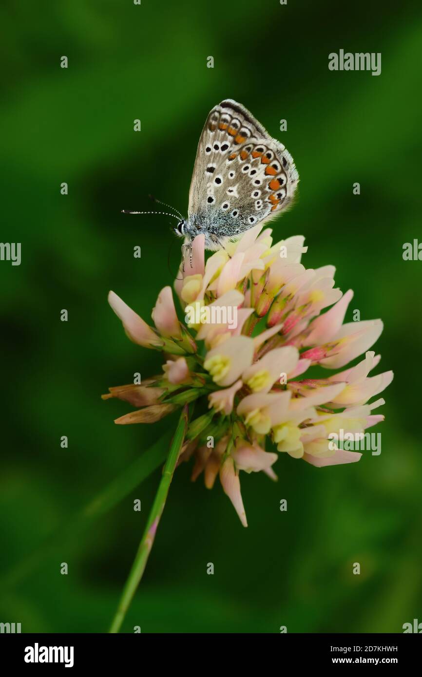 Makroaufnahme eines Polyommatus, eines Schmetterlings der Familie Lycaenidae, aufgenommen in seinem natürlichen Lebensraum. Stockfoto