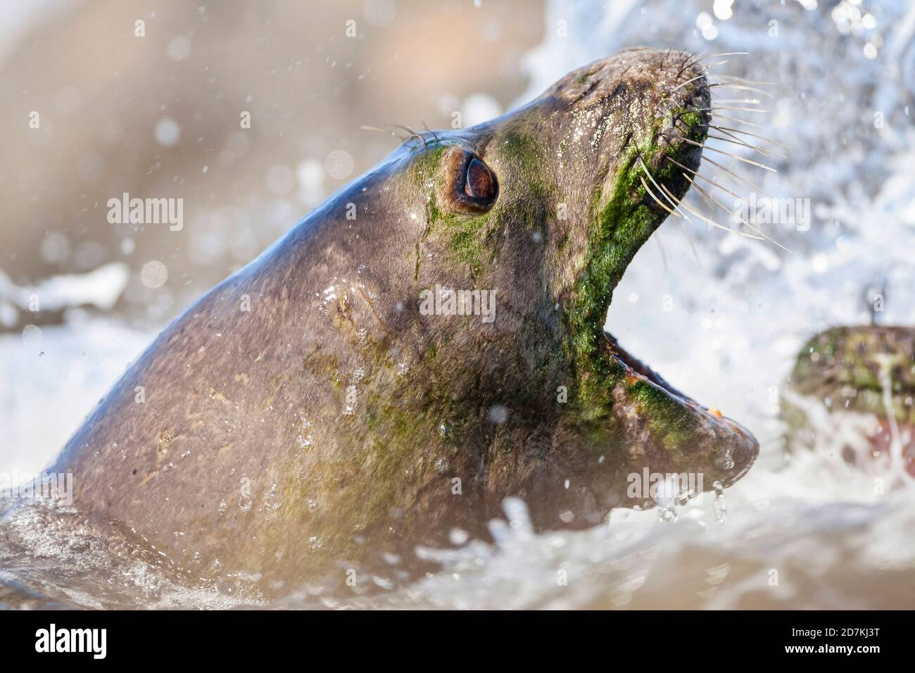 Hawaiianische Mönchsrobben kämpfen, Neomonachus schauinslandi, vom Aussterben bedroht, endemisch, Oahu, Hawaii, USA, Pazifischer Ozean Stockfoto