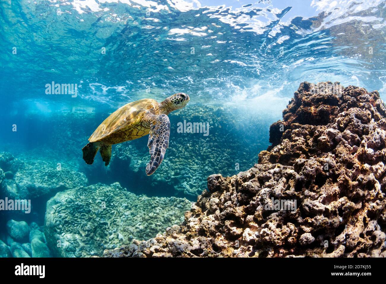 Grüne Meeresschildkröte, Chelonia mydas, bedrohte Arten, Shark Cove, Pupukea-Waimea Marine Life Conservation District, Oahu, Hawaii, USA, Pazifischer Ozean Stockfoto