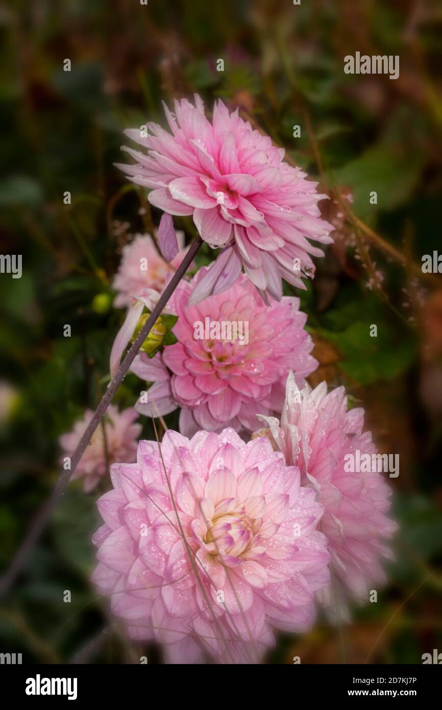 Dahlia (Melody Harmony) Nahaufnahme natürliches Blumenportrait Stockfoto