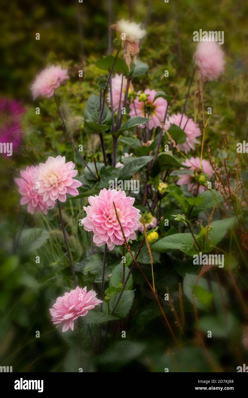 Dahlia (Melody Harmony) Nahaufnahme natürliches Blumenportrait Stockfoto