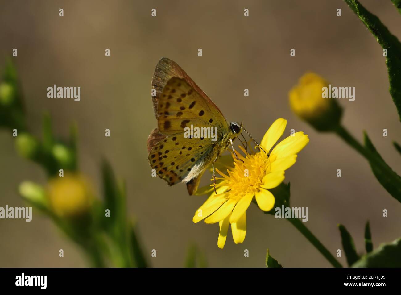 Isoliertes Exemplar eines Schmetterlings der Art Sooty Copper (Lycaena tityrus) auf gelben Blüten von Calendula arvensis auf natürlichem Bokeh-Hintergrund. Stockfoto