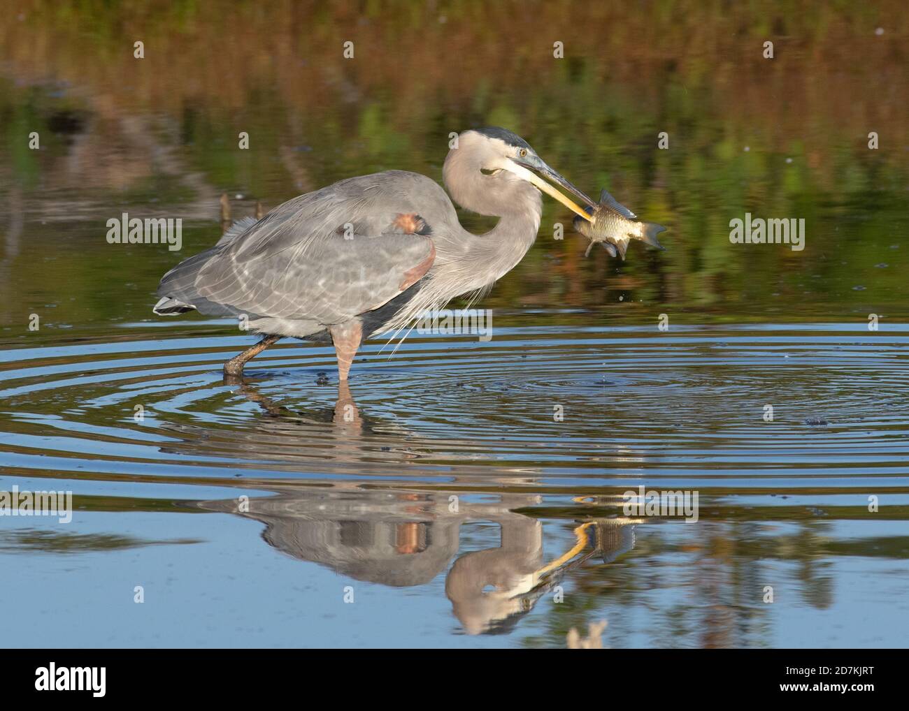 Great Blue Heron (Ardea herodias) fangen Fische, Huntley Meadows, Alexandria, VA Stockfoto