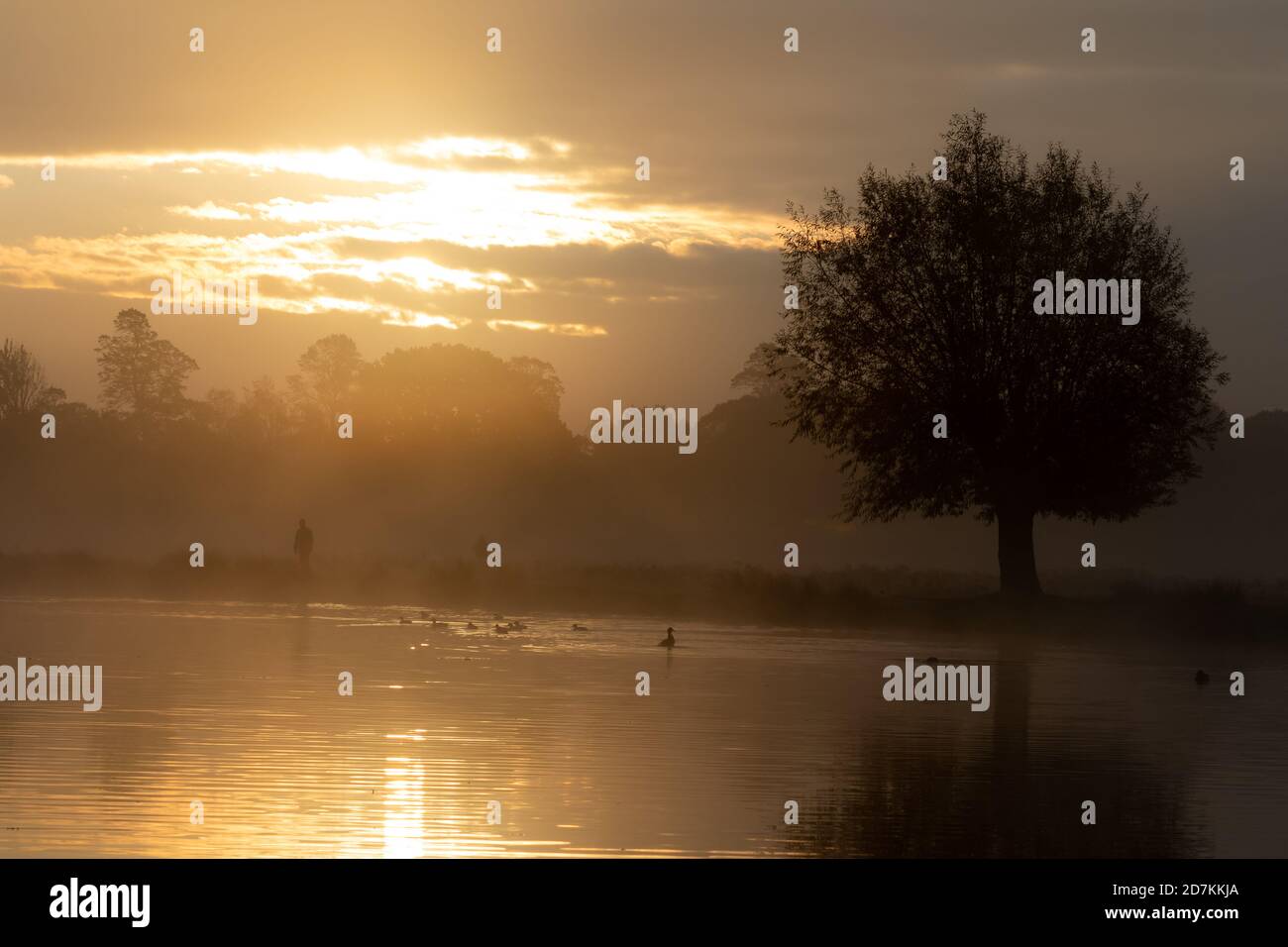 Erstes Licht über einem See im Bushy Park, West London Stockfoto