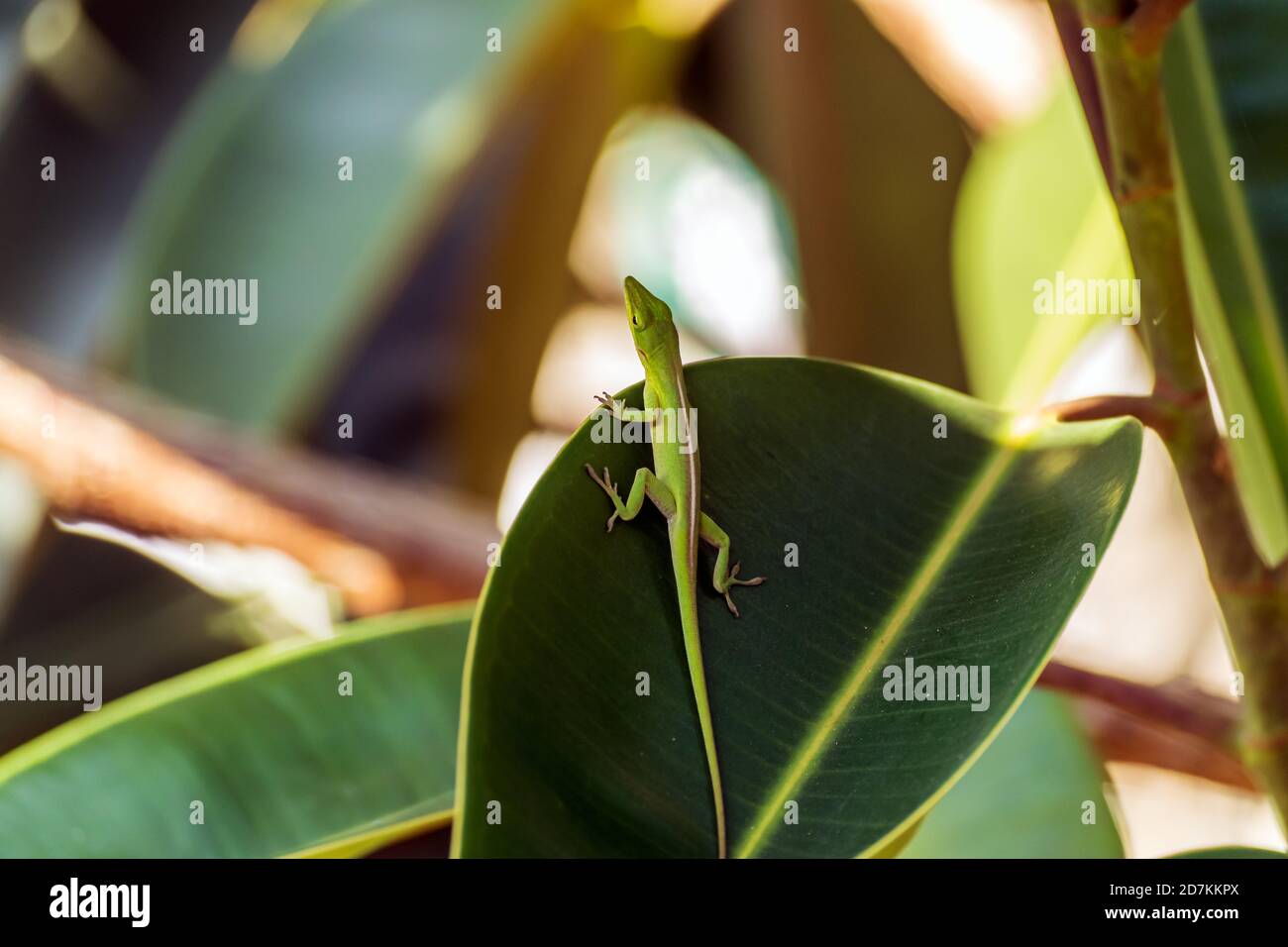 Eine grüne Eidechse, die auf einem großen grünen Urlaub ruht Stockfoto