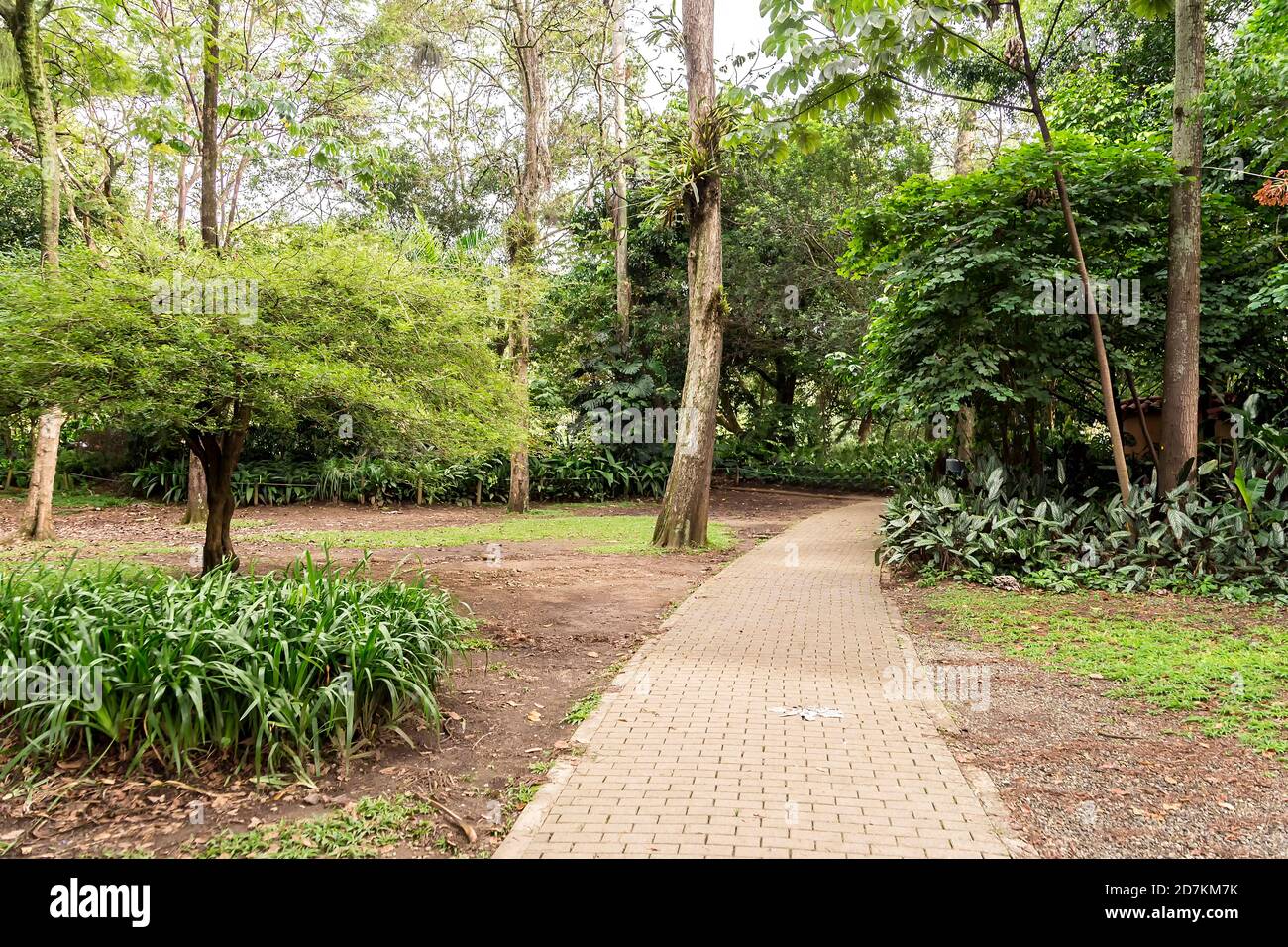 Grüne Landschaften des Botanischen Gartens von Medellin in Antioquia, Kolumbien. Stockfoto