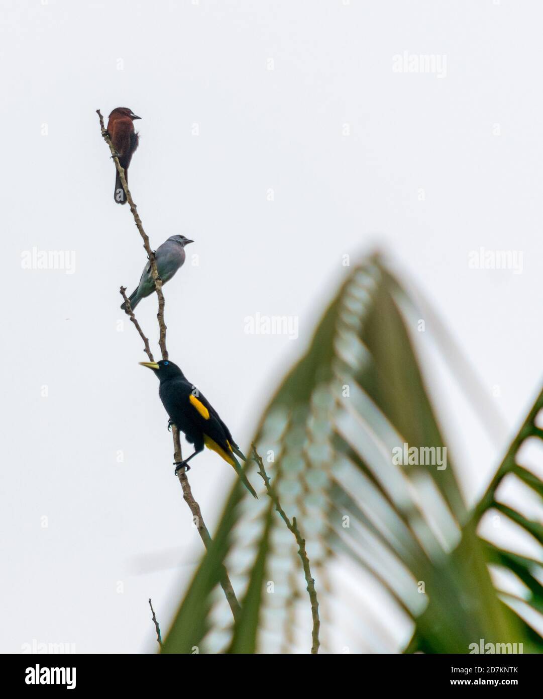 Drei Vogelarten auf einem Zweig Stockfoto