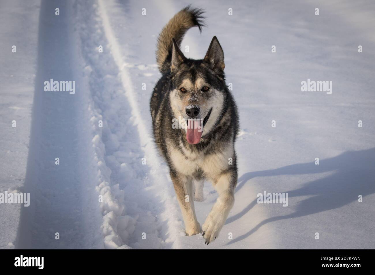 Max liebt Schnee III Stockfoto