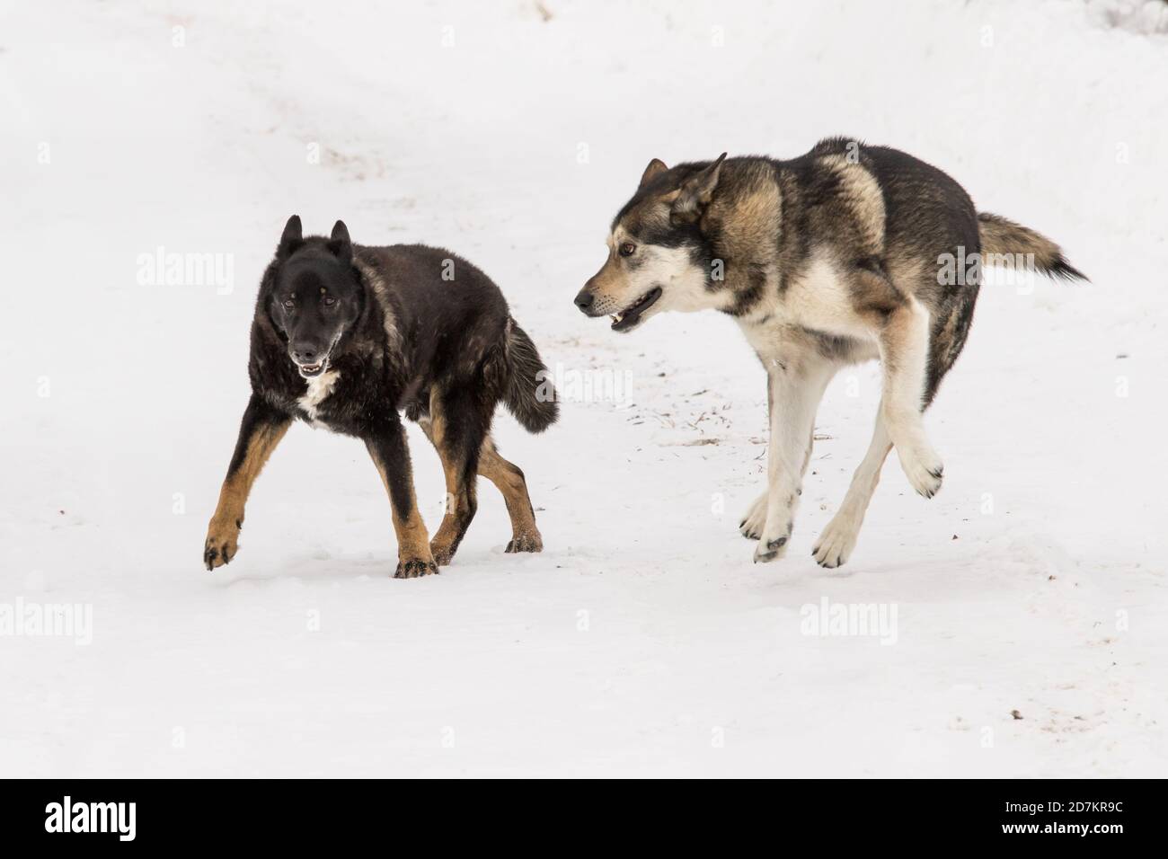 Max und Jack spielen im Schnee Stockfoto