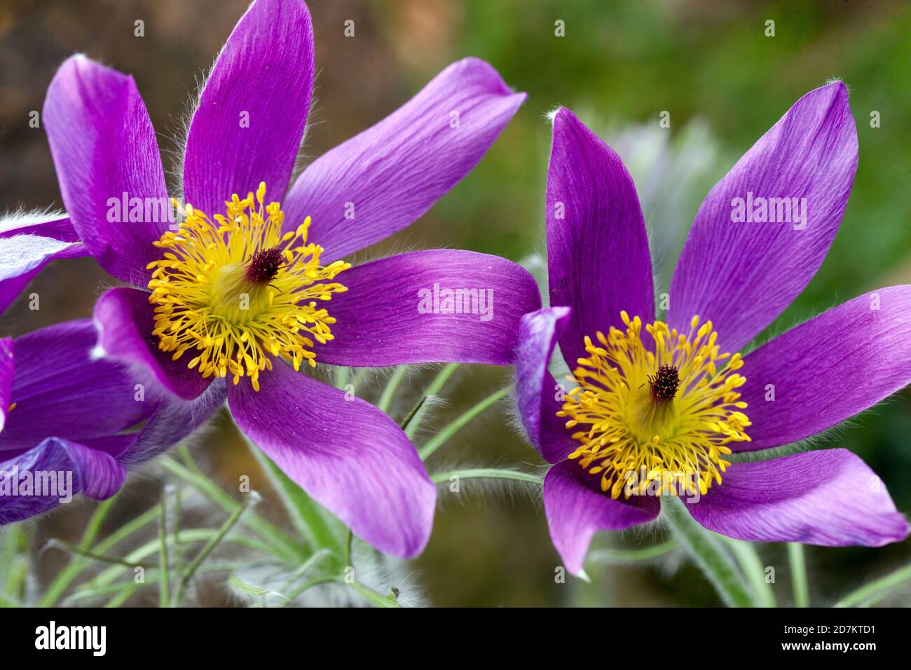Pulsatilla chinensis Pasque Blume, Frühlingsblumen Lila April Stockfoto