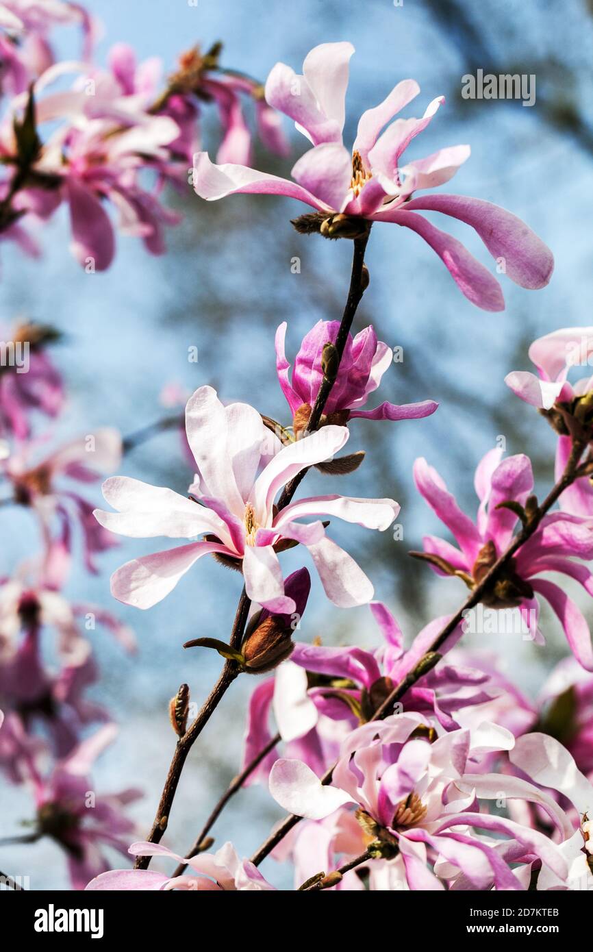 Frühling Saison Schönheit Magnolia rosea Stockfoto