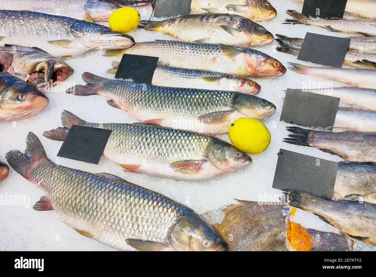 Frische Fischbarsche, Graskarpfen zum Verkauf liegt auf Eis in einem Geschäft. Stockfoto