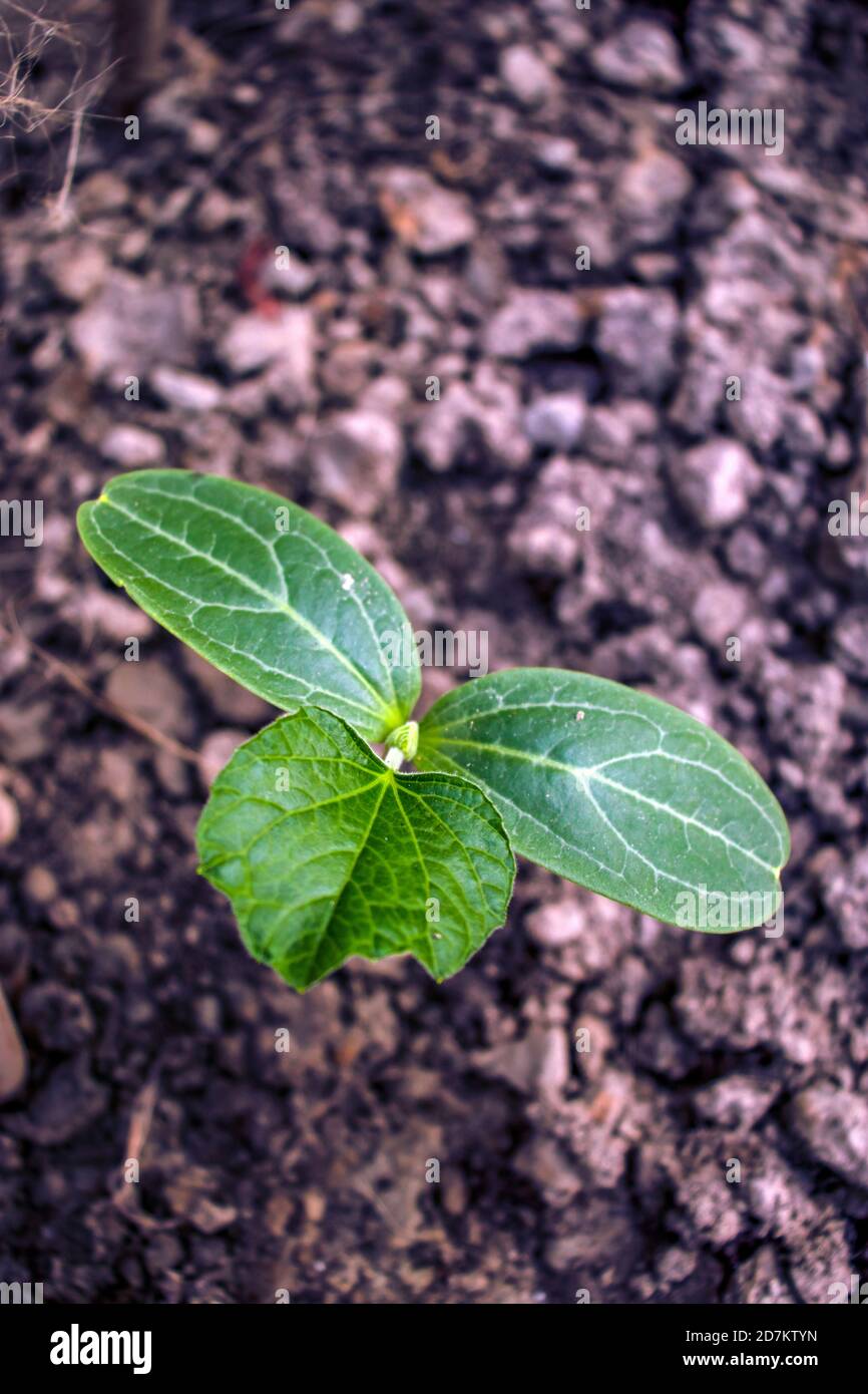 Kurz nach dem Bottle Gourd Keimlinge sprießen, die aufwachsen Allein Stockfoto